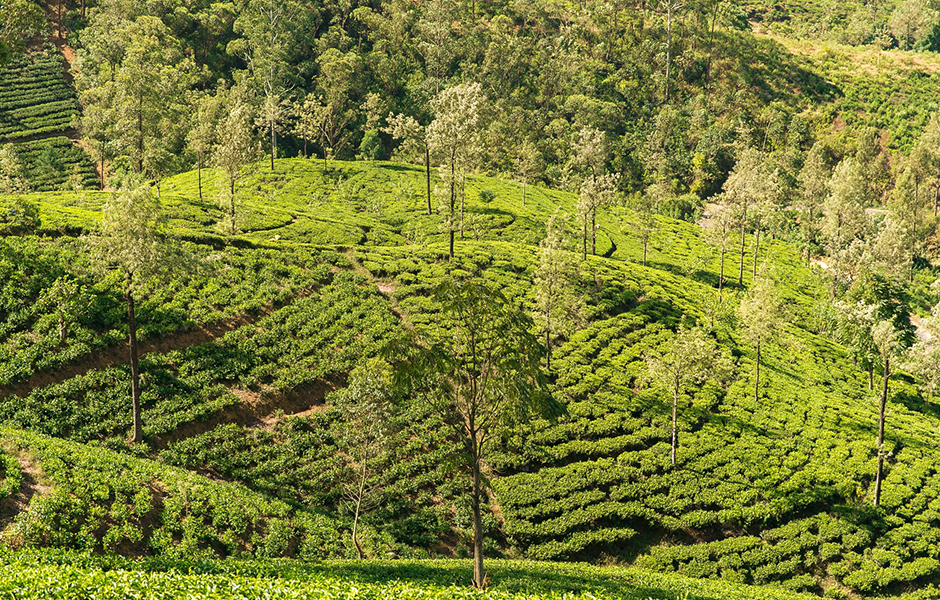 coffee plantation in brazil